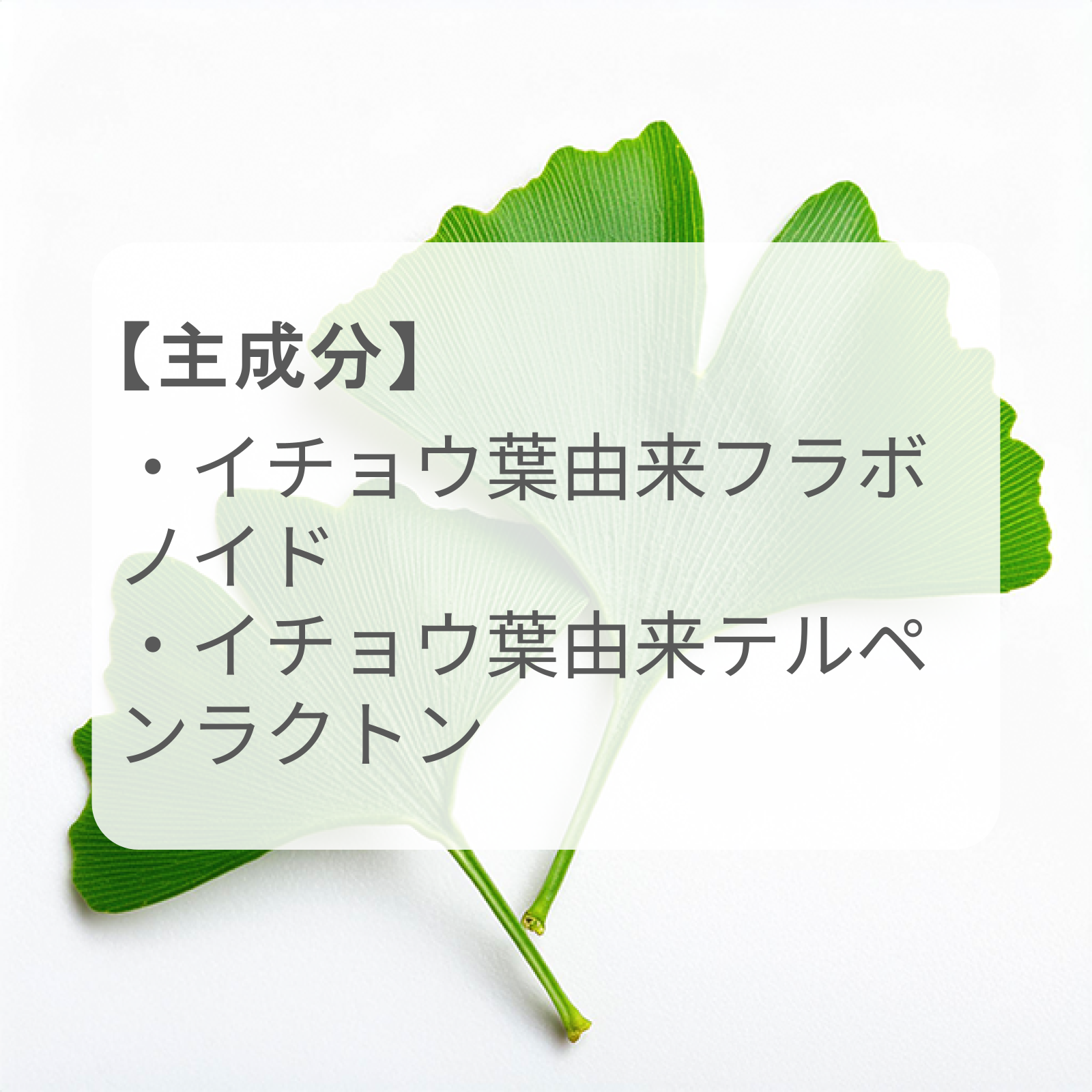 認知機能の改善「イチョウ葉」