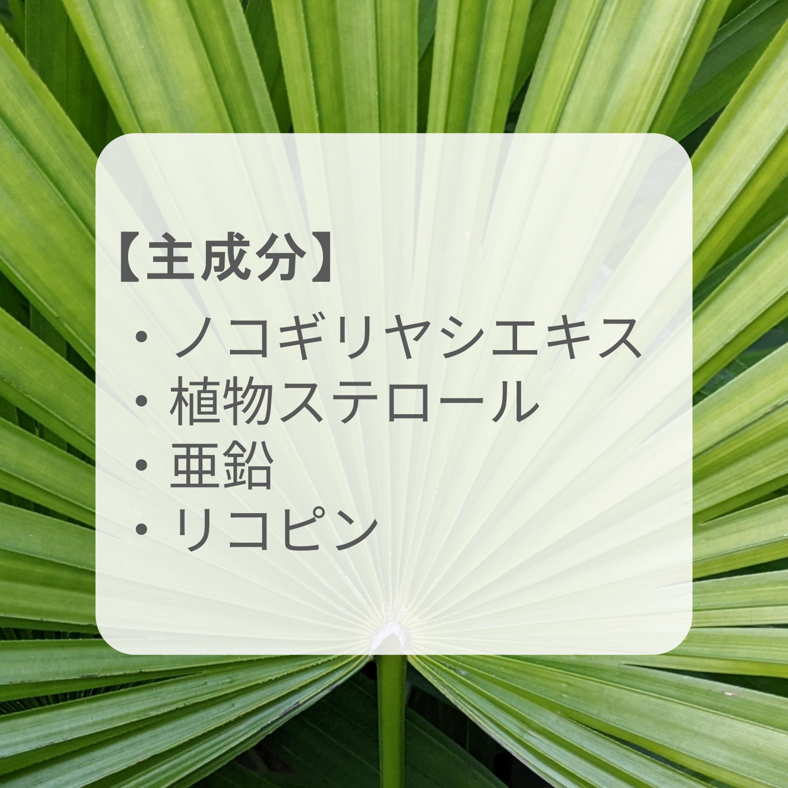 男性の自信を取り戻す「ノコギリヤシ」