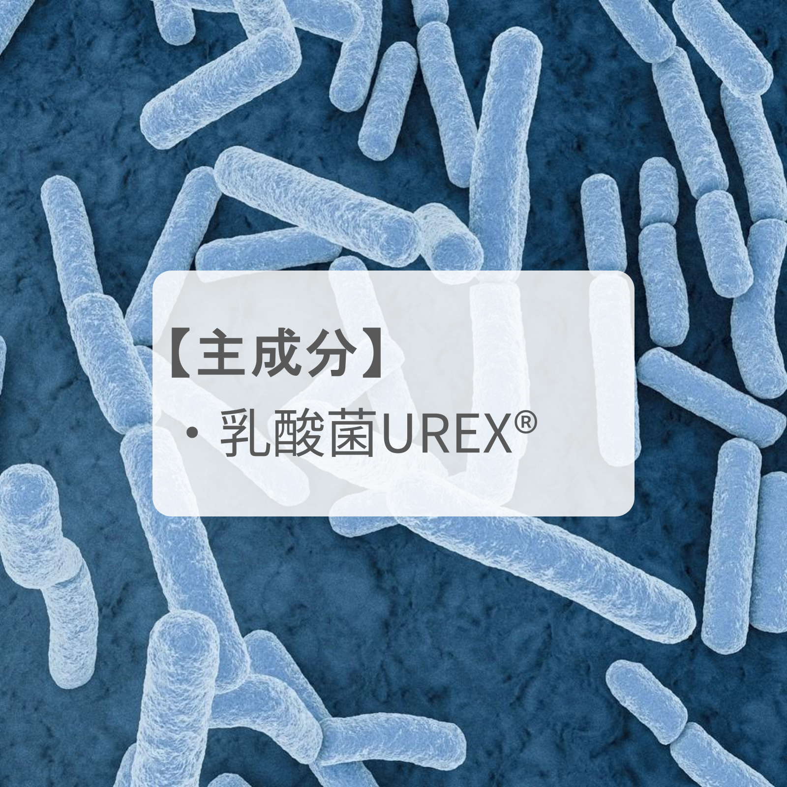 膣内環境を整える「乳酸菌UREX®」