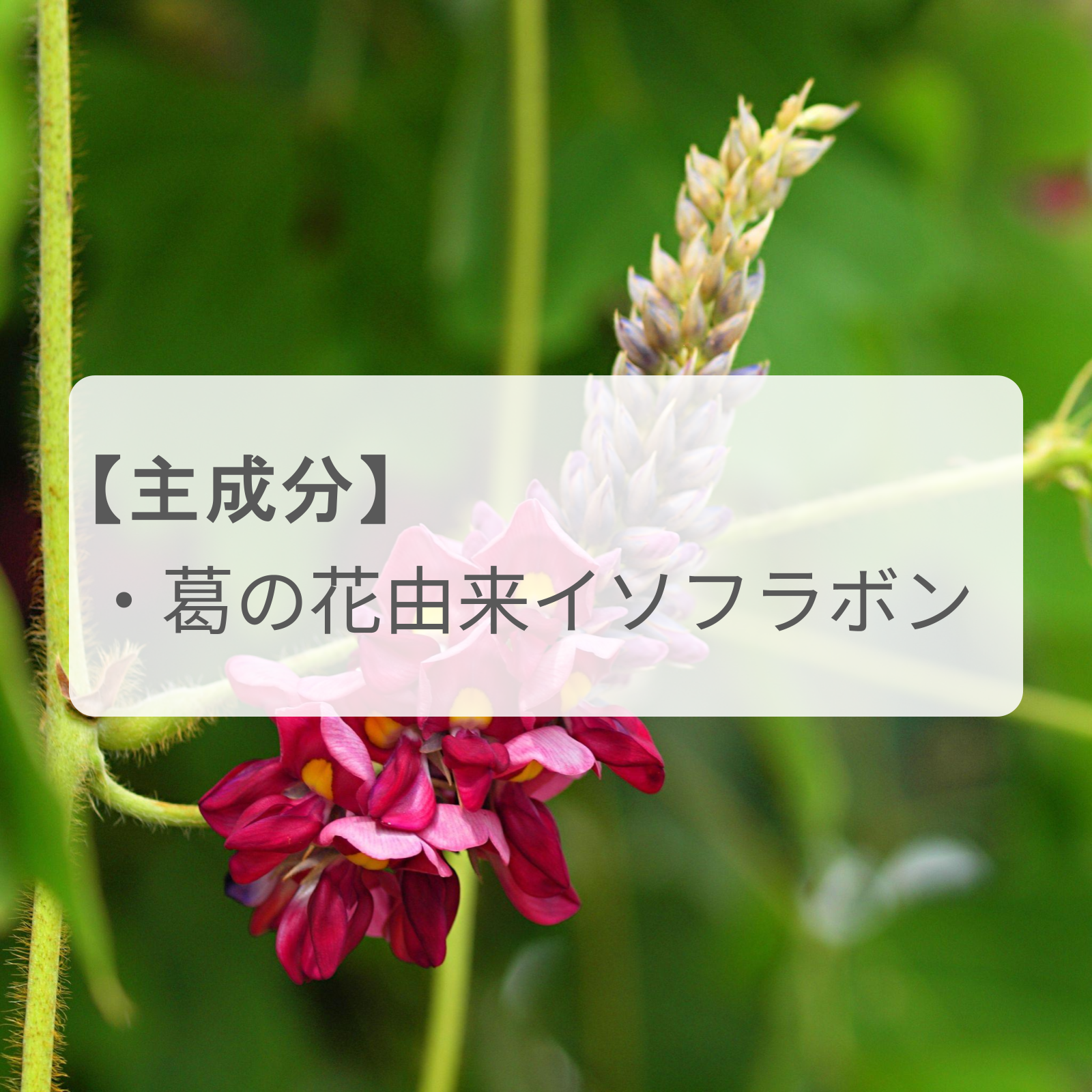 脂肪を減らすのを助ける「葛の花」